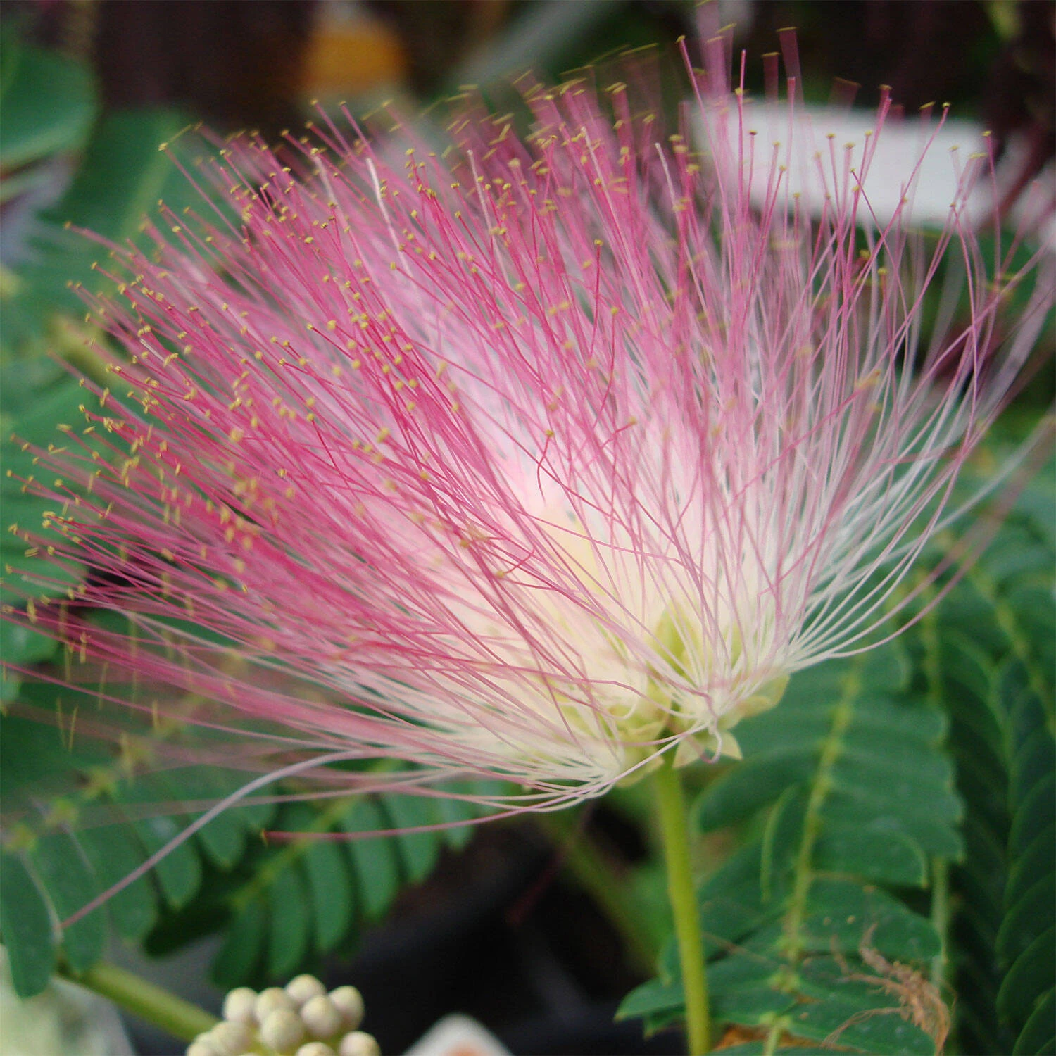 Albizia Julibrissin 'Ombrella' 1 Albizia Julibrissin 'Ombrella'