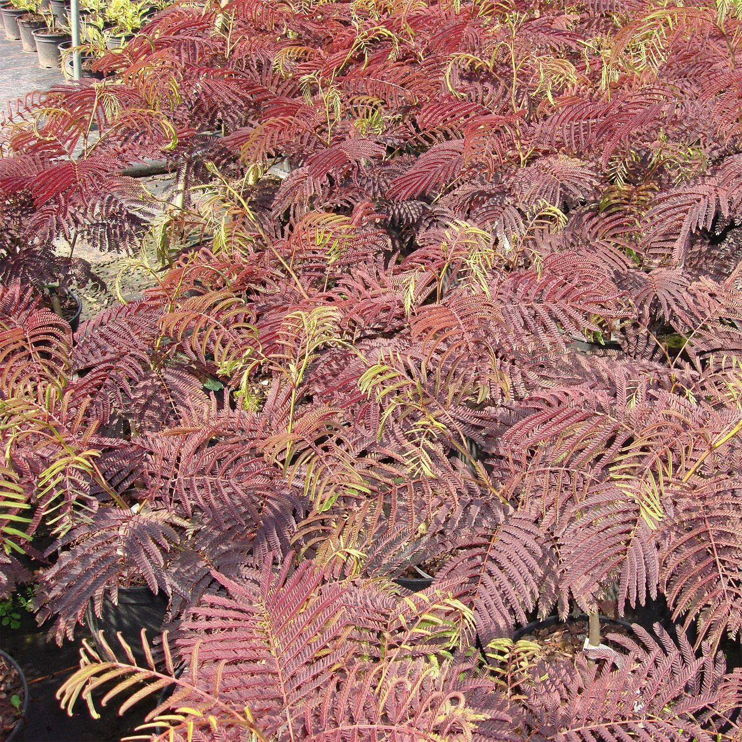 Albizia Julibrissin 'Summer Chocolate' 1 Albizia Julibrissin 'Summer Chocolate'