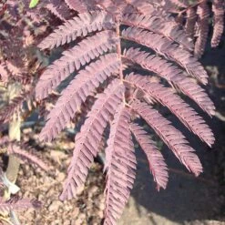 Albizia Julibrissin 'Summer Chocolate' 5 Albizia Julibrissin 'Summer Chocolate' -Seeds and Fertilizers Geschäft albizia julibrissin summer chocolate3
