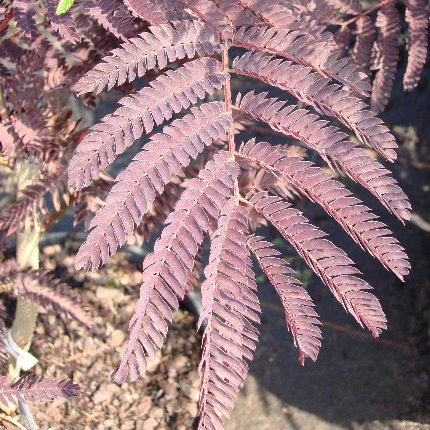 Albizia Julibrissin 'Summer Chocolate' 3 Albizia Julibrissin 'Summer Chocolate' – Bild 3