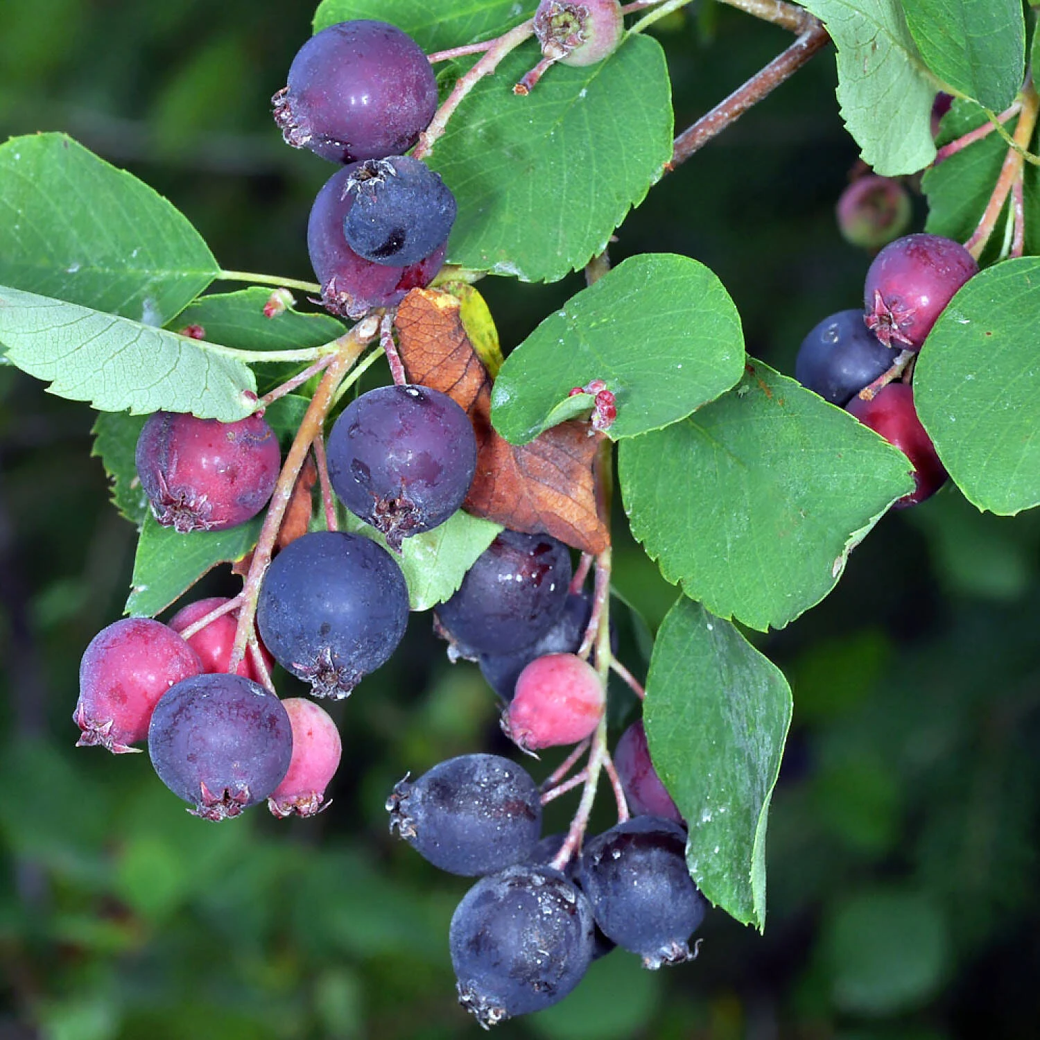 Amelanchier Alnifolia 'Greatberry Farm' 1 Amelanchier Alnifolia 'Greatberry Farm'