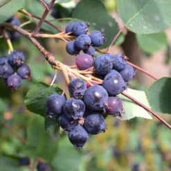 Amelanchier Alnifolia 'Greatberry Garden'