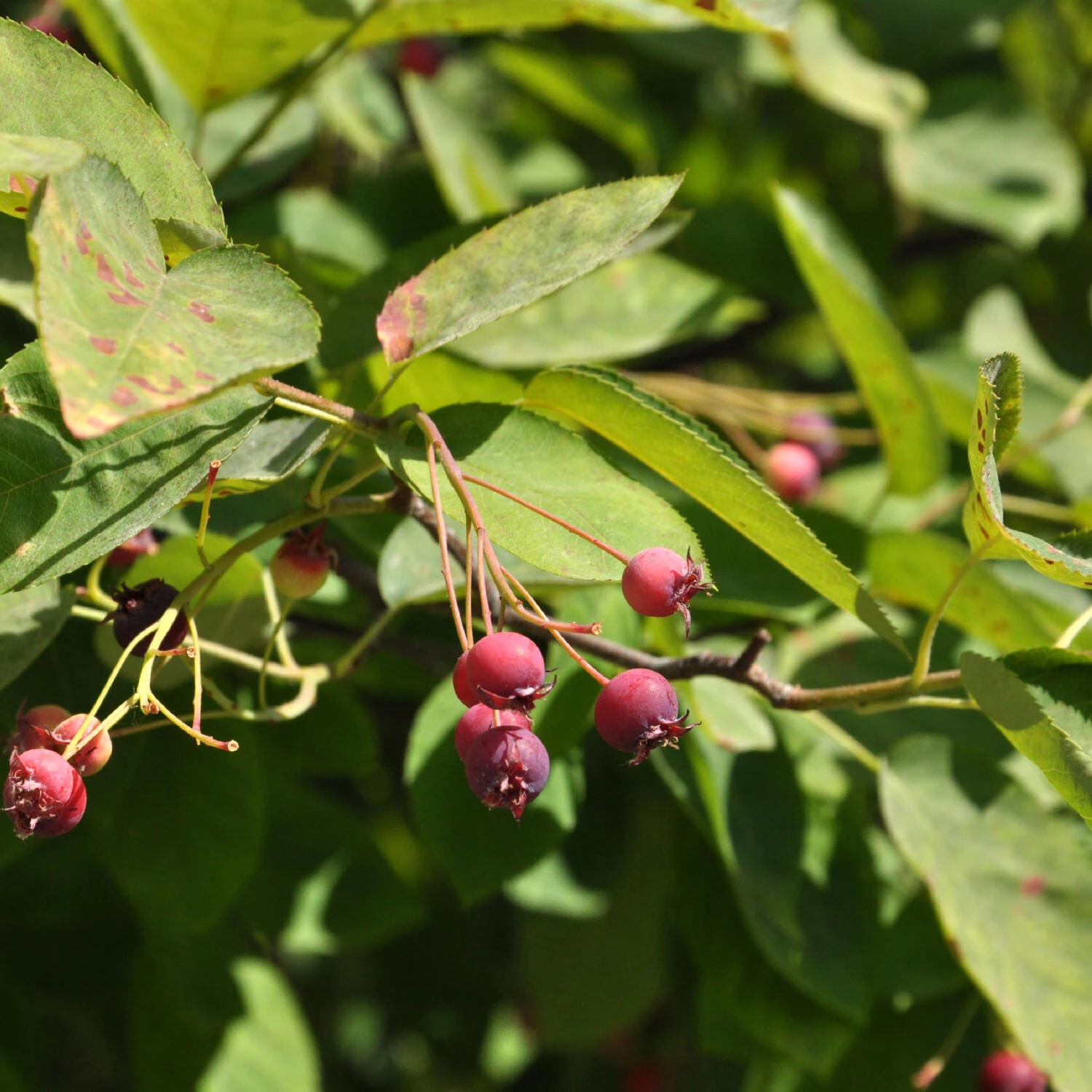 Amelanchier Laevis 1 Amelanchier Laevis