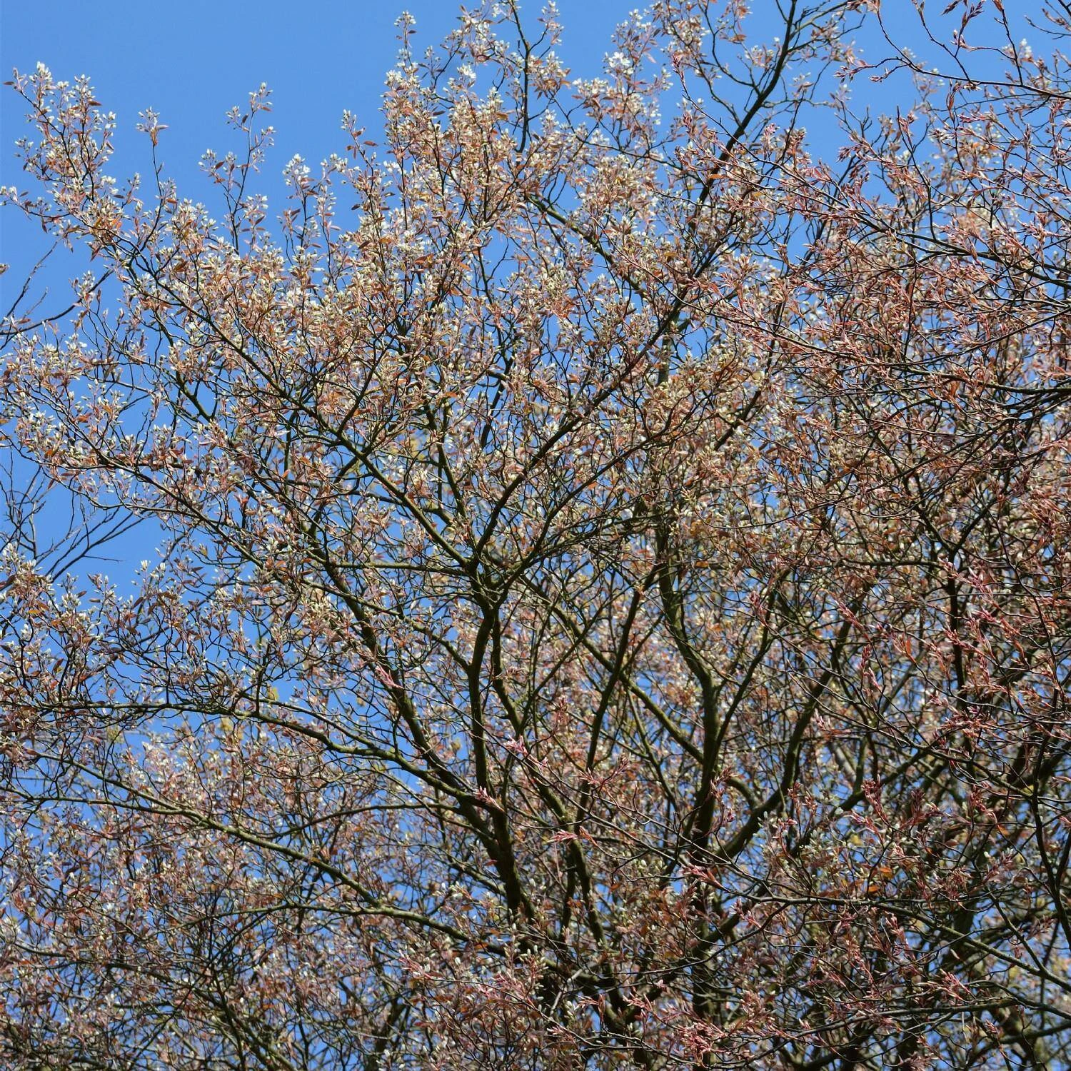 Amelanchier Laevis 2 Amelanchier Laevis – Bild 2