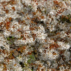 Amelanchier Laevis 7 Amelanchier Laevis -Seeds and Fertilizers Geschäft amelanchier laevis4
