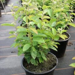 Amelanchier Lamarckii 'Rainbow Pillar' ®