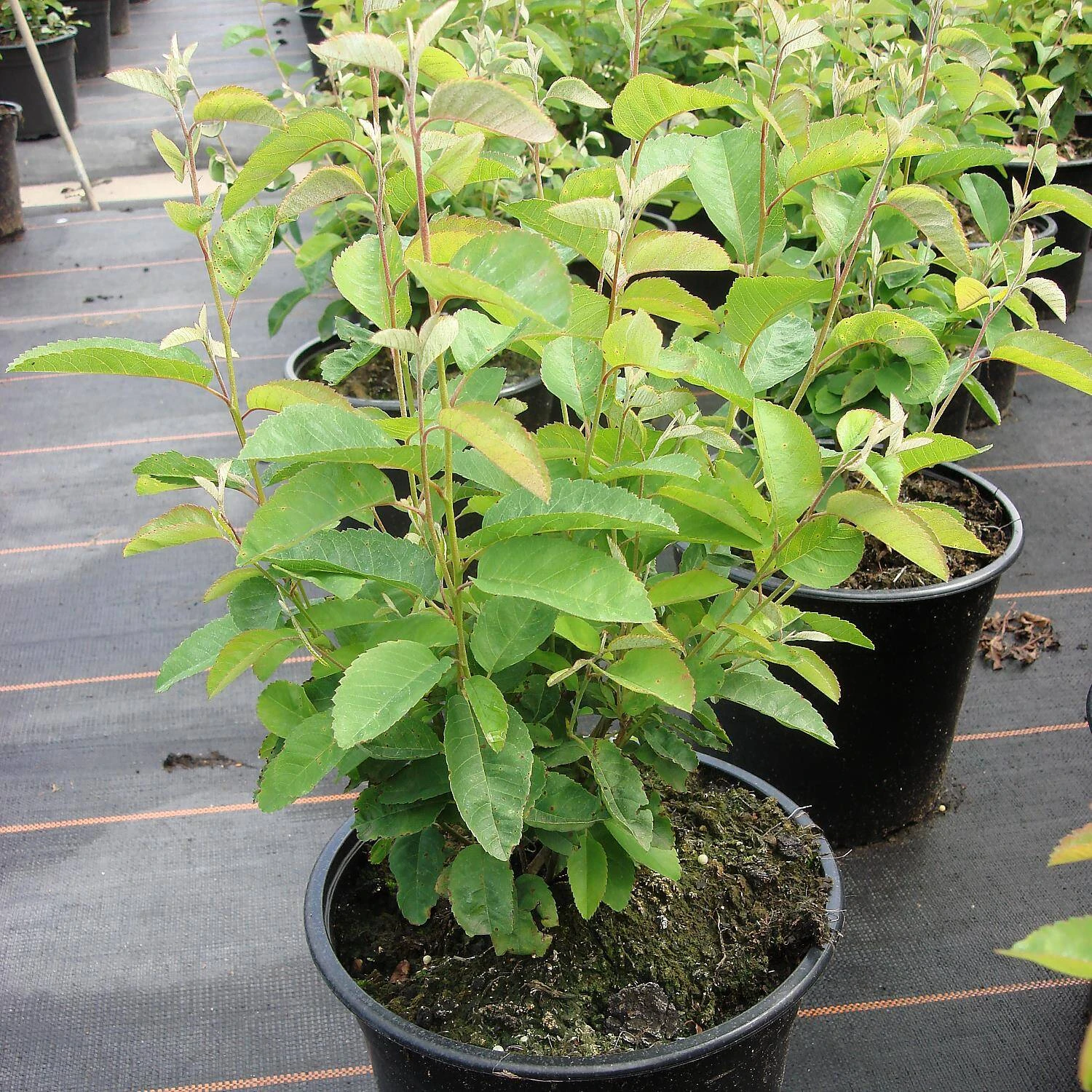 Amelanchier Lamarckii 'Rainbow Pillar' ® 1 Amelanchier Lamarckii 'Rainbow Pillar' ®