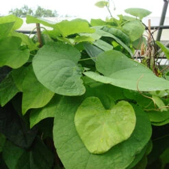 Aristolochia Macrophylla