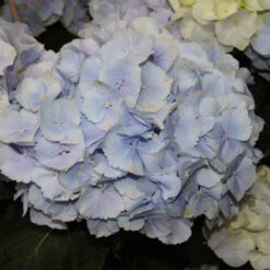 Hydrangea Macrophylla 'Blue Wonder'® - Everbloom