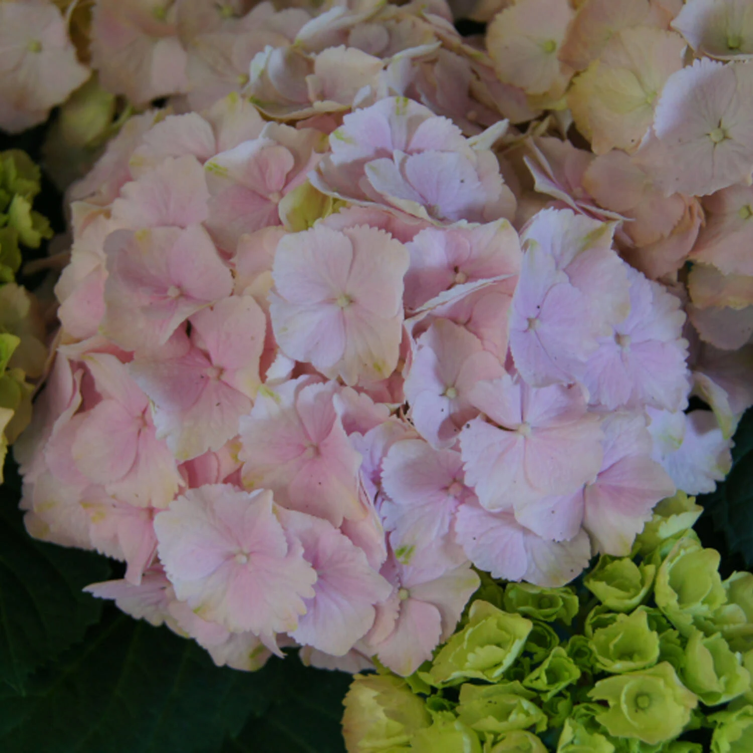Hydrangea Macrophylla 'Pink Wonder'® - Everbloom 1 Hydrangea Macrophylla 'Pink Wonder'® - Everbloom
