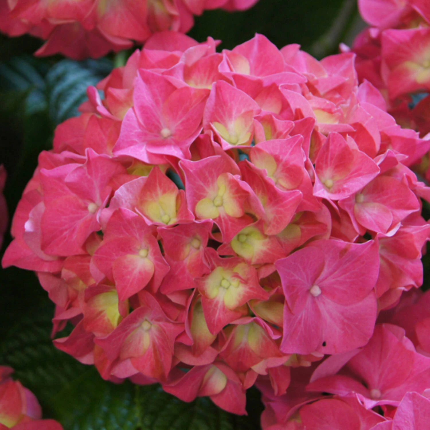 Hydrangea Macrophylla 'Red Wonder'® - Everbloom 1 Hydrangea Macrophylla 'Red Wonder'® - Everbloom