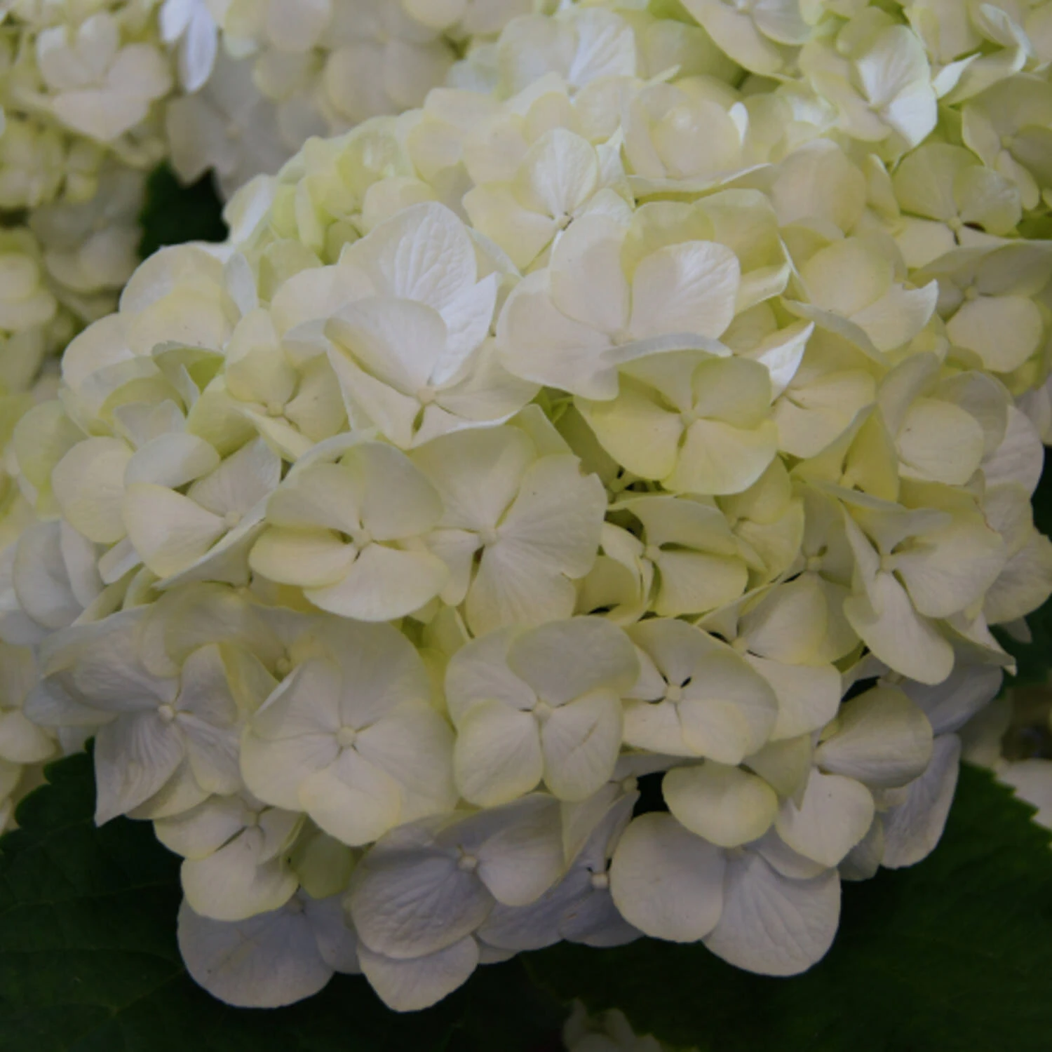 Hydrangea Macrophylla 'White Wonder'® - Everbloom 1 Hydrangea Macrophylla 'White Wonder'® - Everbloom