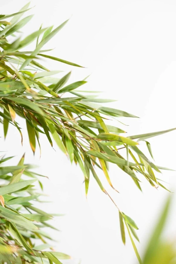 Bambus / Fargesia Nitida 3 Bambus / Fargesia Nitida – Bild 3