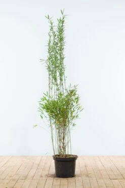 Bambus / Fargesia Nitida