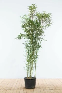 Bambus / Fargesia Robusta Campbell