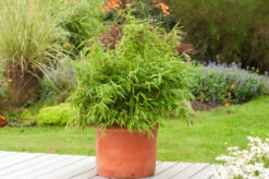 Bambus / Fargesia Rufa -Seeds and Fertilizers Geschäft bambus fargesia rufa 100 125cm 1