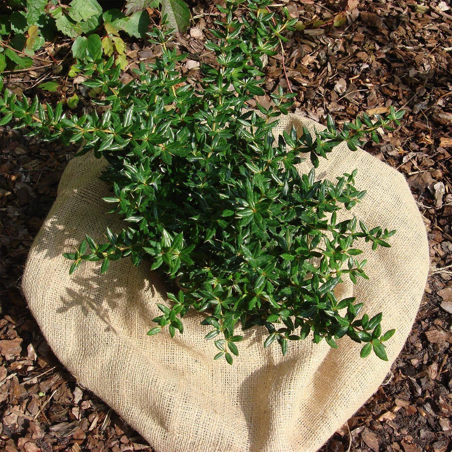 Berberis Candidula 'Jytte' 1 Berberis Candidula 'Jytte'