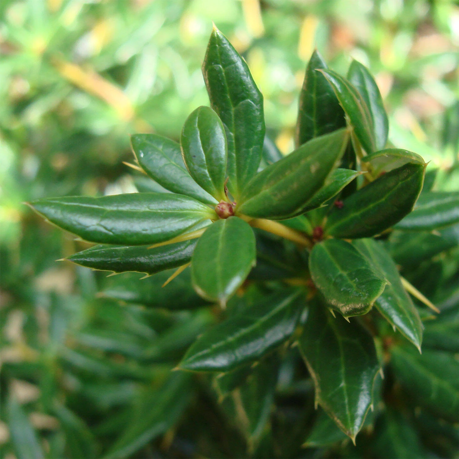 Berberis Candidula 'Jytte' 2 Berberis Candidula 'Jytte' – Bild 2