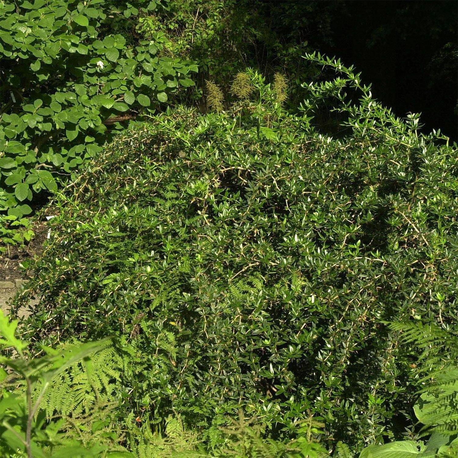 Berberis Candidula 1 Berberis Candidula