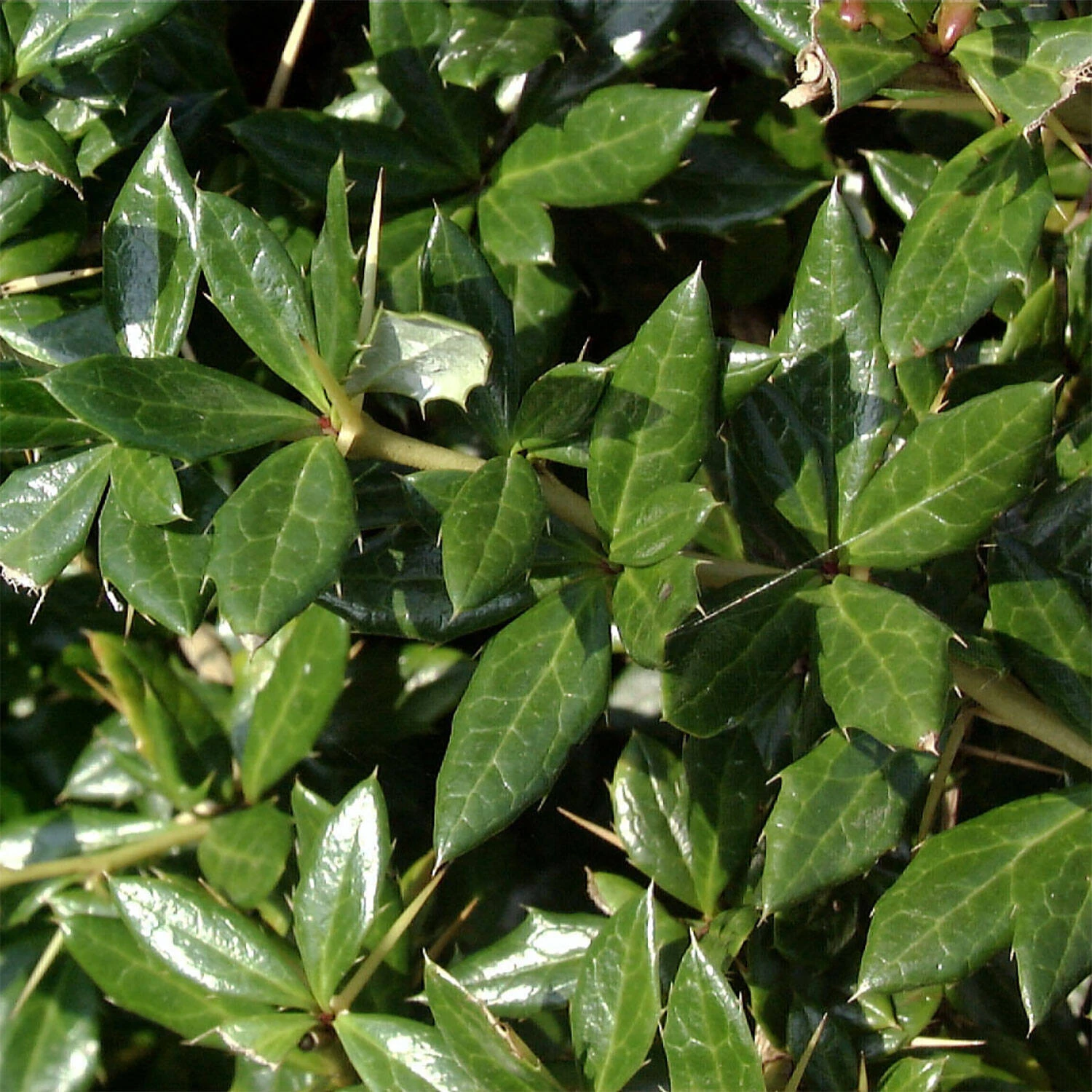 Berberis Frikartii 'Telstar' 1 Berberis Frikartii 'Telstar'