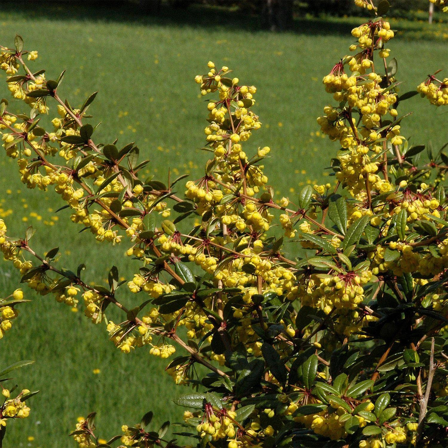 Berberis Julianae 1 Berberis Julianae