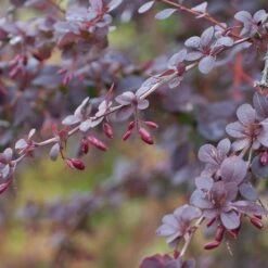 Berberis Ottawensis 'Superba'