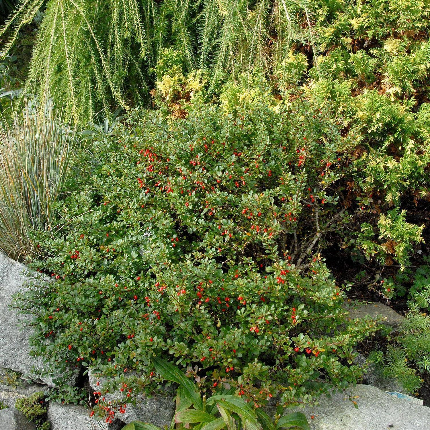 Berberis Thunbergii 'Kobold' 1 Berberis Thunbergii 'Kobold'