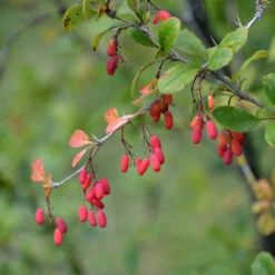 Berberis Vulgaris -Seeds and Fertilizers Geschäft berberis vulgaris4