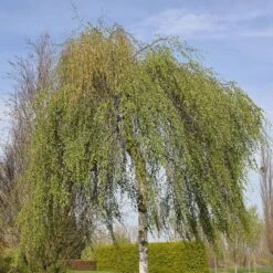 Betula Pendula 'Youngii'