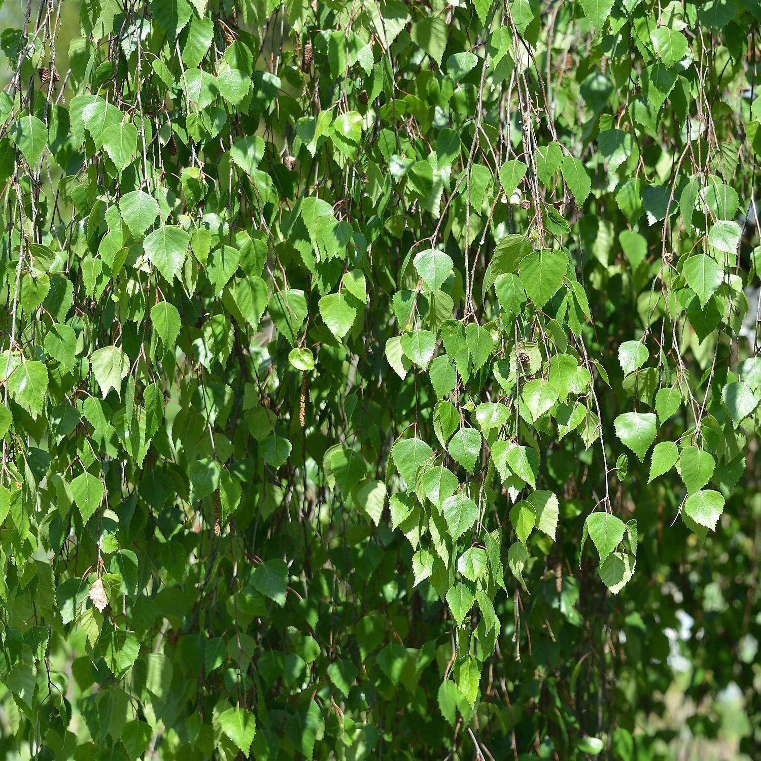 Betula Pendula 'Youngii' 2 Betula Pendula 'Youngii' – Bild 2