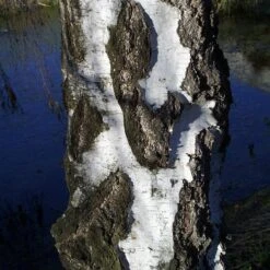 Betula Pendula 'Youngii' 6 Betula Pendula 'Youngii' -Seeds and Fertilizers Geschäft betula pendula youngii 13