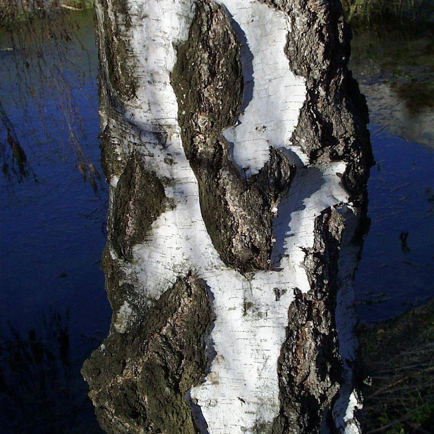 Betula Pendula 'Youngii' 3 Betula Pendula 'Youngii' – Bild 3