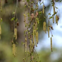 Betula Pendula 'Youngii' 7 Betula Pendula 'Youngii' -Seeds and Fertilizers Geschäft betula pendula youngii 14
