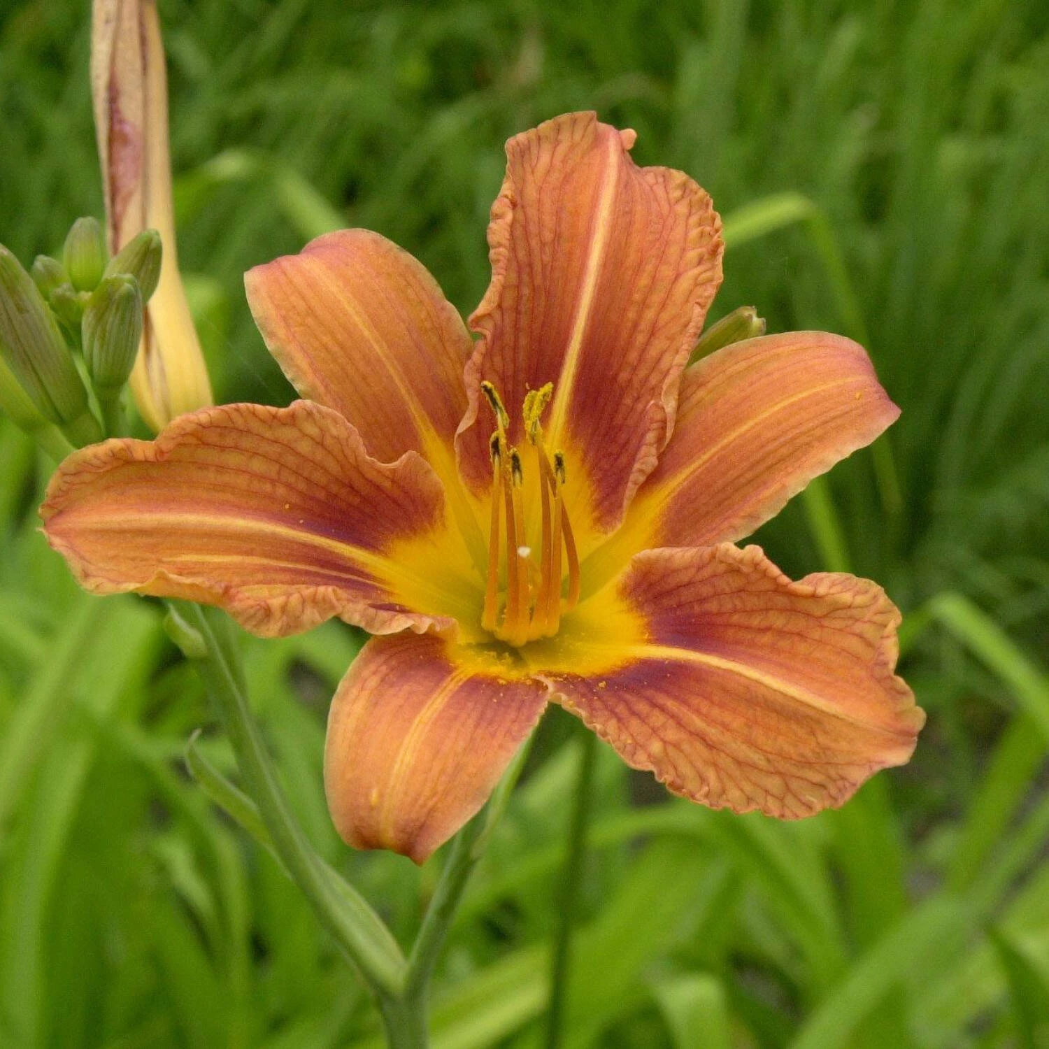 Hemerocallis Fulva 1 Hemerocallis Fulva