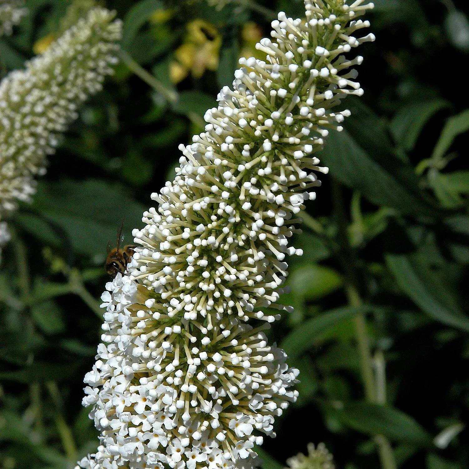 Buddleja Davidii 'White Chip' ® 1 Buddleja Davidii 'White Chip' ®