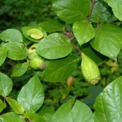 Calycanthus Floridus 5 Calycanthus Floridus -Seeds and Fertilizers Geschäft calycanthus floridus 13