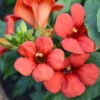 Campsis Tagliabuana 'Fire Trumpet Vine'