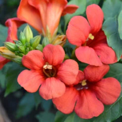 Campsis Tagliabuana 'Fire Trumpet Vine'