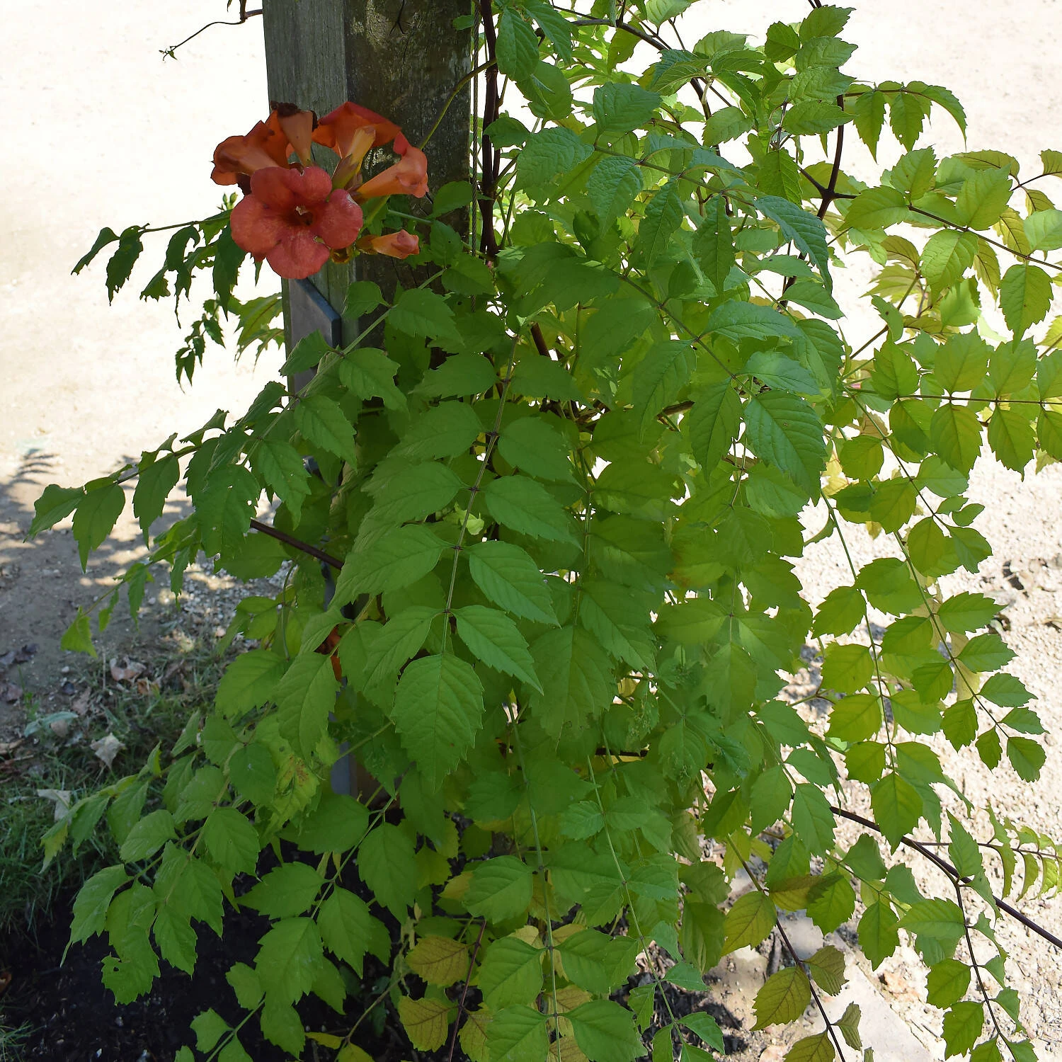 Campsis Tagliabuana 'Madame Galen' 1 Campsis Tagliabuana 'Madame Galen'