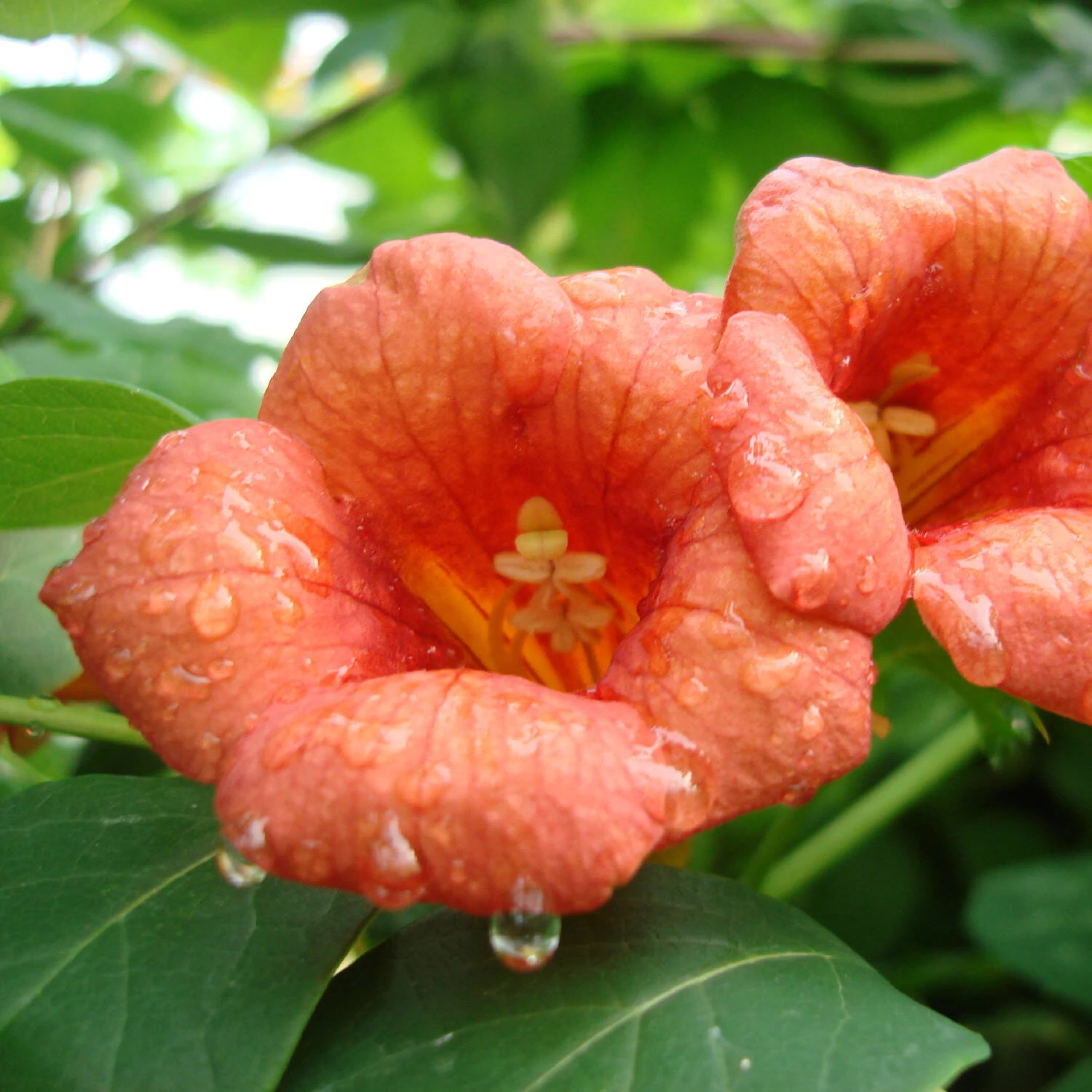 Campsis Tagliabuana 'Madame Galen' 2 Campsis Tagliabuana 'Madame Galen' – Bild 2