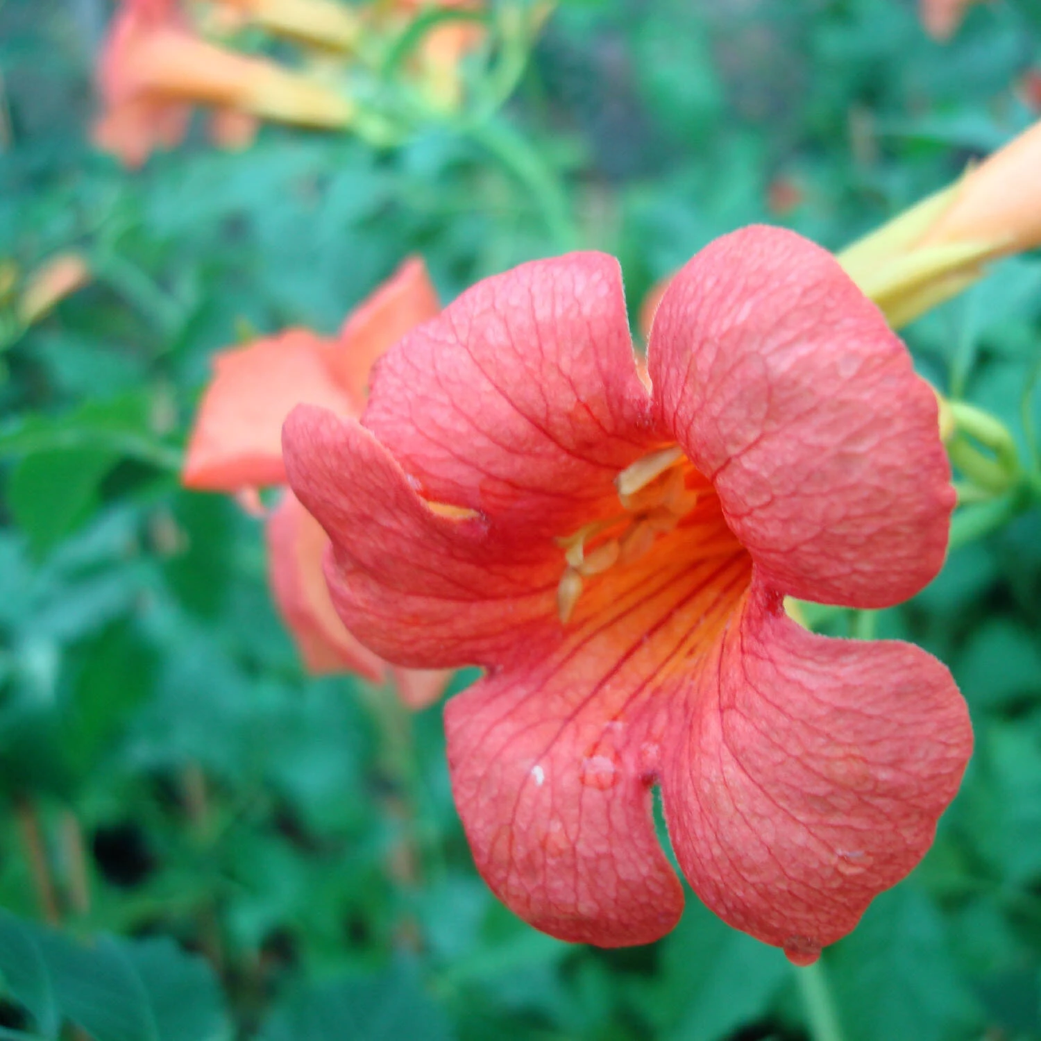 Campsis Tagliabuana 'Madame Galen' 3 Campsis Tagliabuana 'Madame Galen' – Bild 3