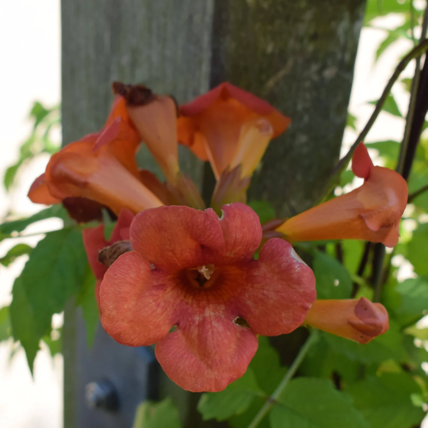 Campsis Tagliabuana 'Madame Galen' 4 Campsis Tagliabuana 'Madame Galen' – Bild 4