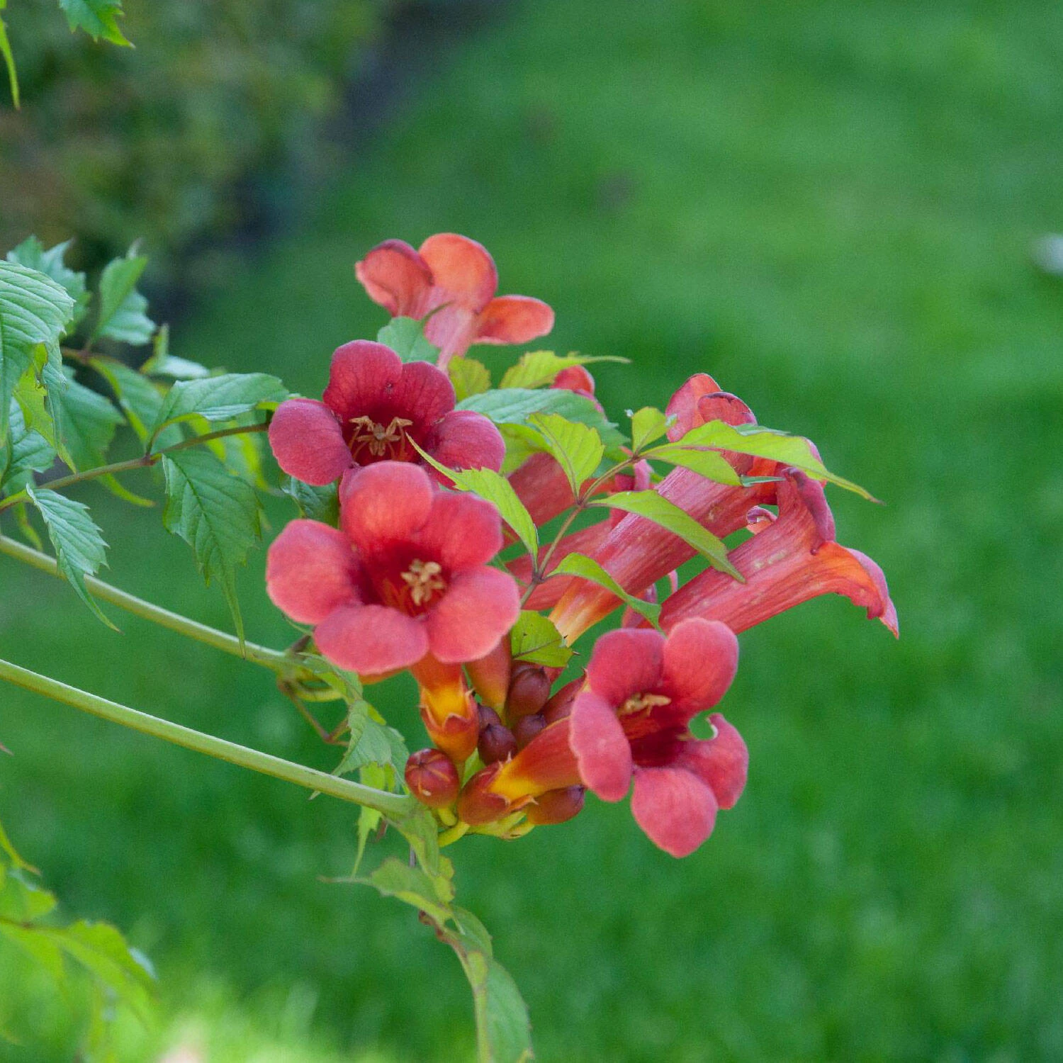 Campsis Radicans 'Flamenco' 1 Campsis Radicans 'Flamenco'
