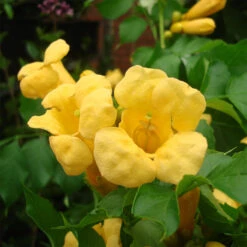 Campsis Radicans 'Flava'