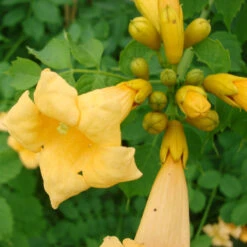 Campsis Radicans 'Golden Trumpet'