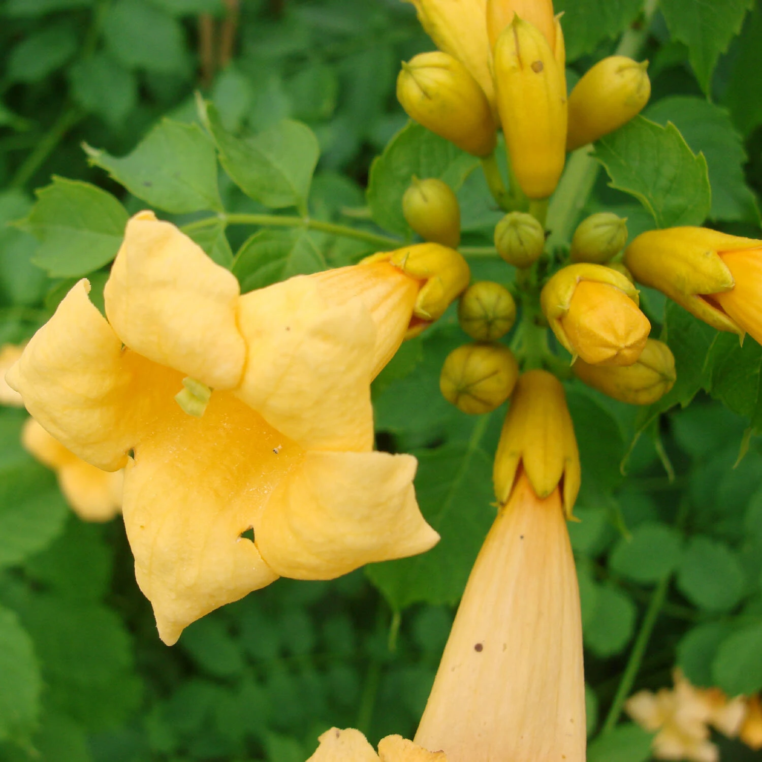 Campsis Radicans 'Golden Trumpet' 1 Campsis Radicans 'Golden Trumpet'