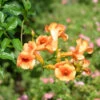 Campsis Radicans 'Indian Summer'