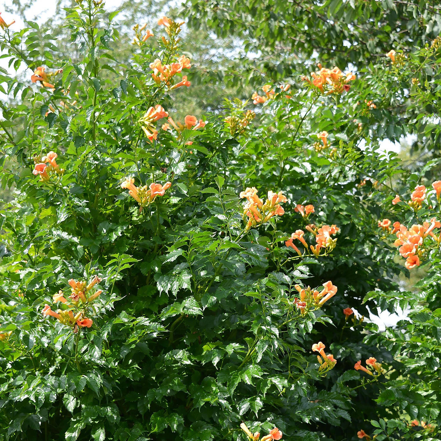 Campsis Radicans 'Indian Summer' 2 Campsis Radicans 'Indian Summer' – Bild 2