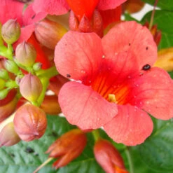 Campsis Radicans 'Stromboli'