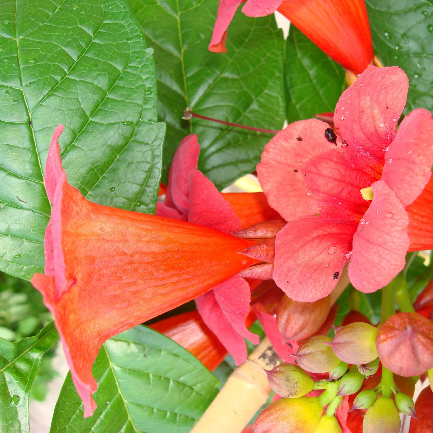 Campsis Radicans 'Stromboli' 2 Campsis Radicans 'Stromboli' – Bild 2